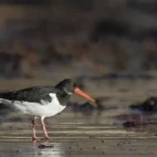 Oystercatcher