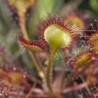 Round-leaved sundew
