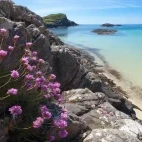 Sea thrift on Isle of Mull, Scotland.