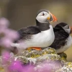 Atlantic puffin in the Treshnish Isles, Scotland.