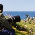 Atlantic puffin in the Treshnish Isles, Scotland.