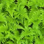Beech fern on Isle of Mull, Scotland.