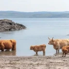 Highland cows on Isle of Mull, Scotland.