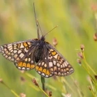 Marsh fritillary in Isle of Mull, Scotland.