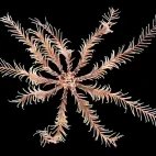 Rosy feather star in Isle of Mull, Scotland.