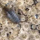 Sea slater on Isle of Mull, Scotland.
