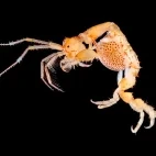 Skeleton shrimp caprella in Isle of Mull, Scotland.