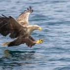 White-tailed eagle in Isle of Mull, Scotland.