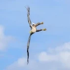 White-tailed eagle in Isle of Mull, Scotland.