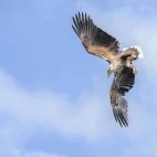 White-tailed eagle in Isle of Mull, Scotland.