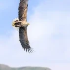 White-tailed eagle in Isle of Mull, Scotland.