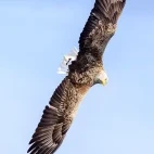 White-tailed eagle in Isle of Mull, Scotland.