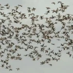 Skein of pink-footed geese