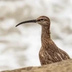 Whimbrel