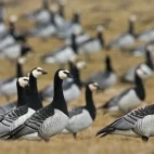 Barnacle geese in Scotland.