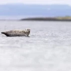 Common seal in Scotland.