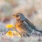 Fieldfare in Scotland.