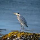 Grey heron by the water, Scotland.