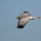 Hen harrier in Scotland.