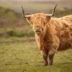 Highland cow in Scotland.