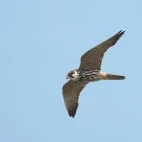 Hobby in flight, Scotland.