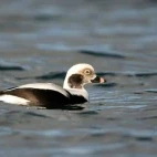 Long-tailed duck in Scotland.