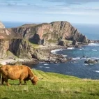 Highland cow by the Mull of Oa, Scotland.