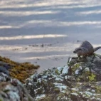 Otter on the shore in Scotland.