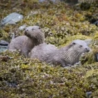 Otter and kit in Scotland.