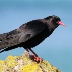 Red-billed chough in Scotland.