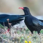Pair of red-billed chough in Scotland.