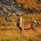 Red deer stag in Scotland.