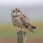 Short-eared owl in Scotland.