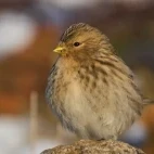 Twite in Scotland.