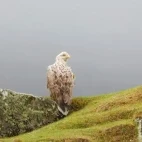 White-tailed-eagle in Scotland.