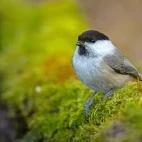 Willow tit