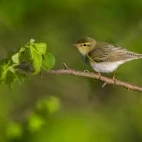 Wood warbler