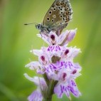 Adonis blue butterfly on purple spotted orchid