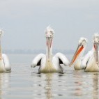 Four dalmatian pelican swimming