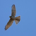Levant sparrowhawk