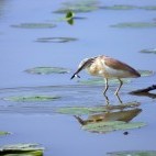 Squacco heron