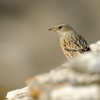 Alpine accentor