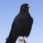 Alpine chough in Durmitor National Park, Montenegro
