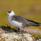 Arctic skua