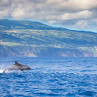 Bottlenose dolphin in the Azores