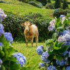 Cow in the Azores