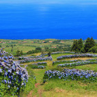 Scenery on Faial Island in the Azores