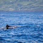 Sperm whale in the Azores