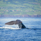 Sperm whale in the Azores
