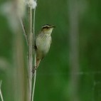 Aquatic warbler in Belarus.